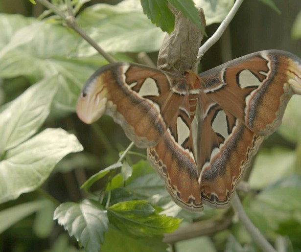Het nieuwe seizoen van Het Echte Leven in de Dierentuin gaat van start op NPO 1