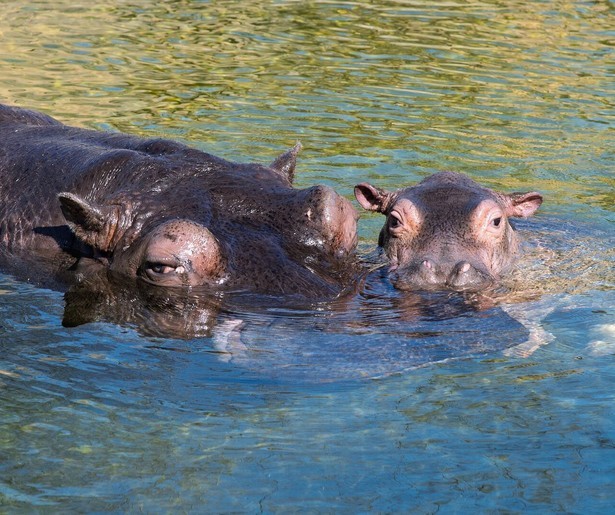 Het Echte Leven in de Dierentuin viert de geboorte van een babynijlpaard in Emmen