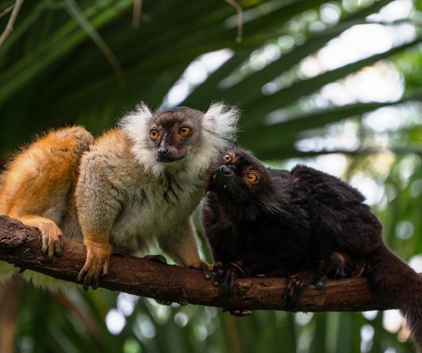 Maki's Lova en Rivo kunnen niet van elkaar afblijven in Het Echte Leven in de Dierentuin