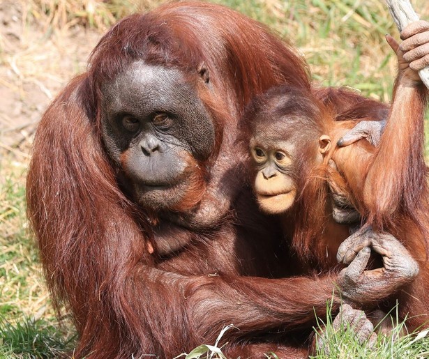 Het Echte Leven in de Dierentuin neemt je weer mee naar Ouwehands Dierenpark en Wildlands