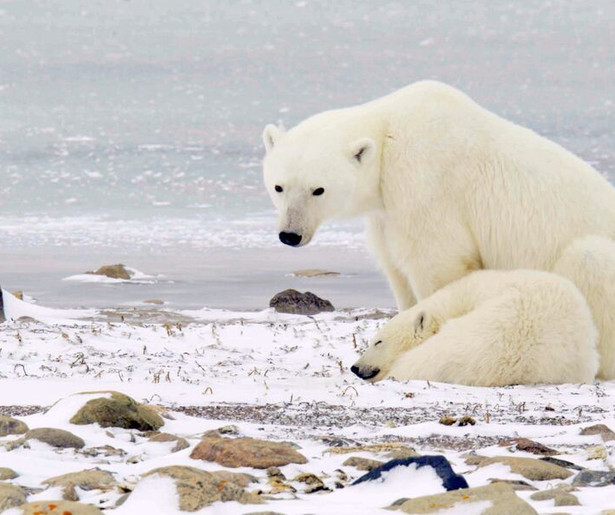 De special Het Echte Leven van de IJsbeer toont het leven van ijsberen buiten de dierentuin