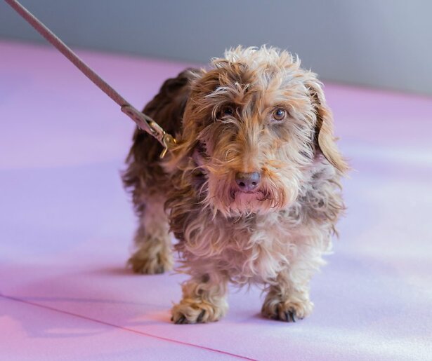 Heel Holland Bakt-fans maken zich zorgen: 'Waar is Nhaan?' 