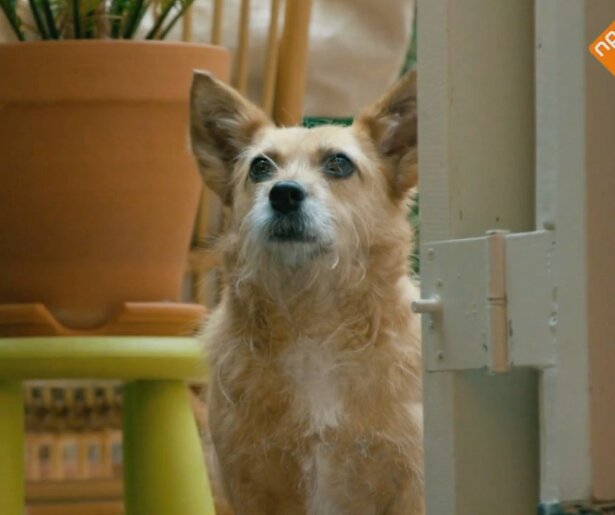 Hondje Pepi weer te zien in de Oudejaarsspecial van BinnensteBuiten