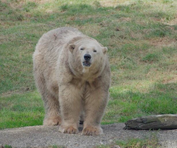 Het gaat niet goed met ijsbeer Huggies in Het Echte Leven in de Dierentuin