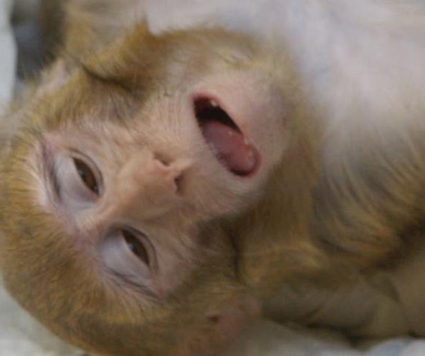 Videoland-tip: Inside the monkey lab 