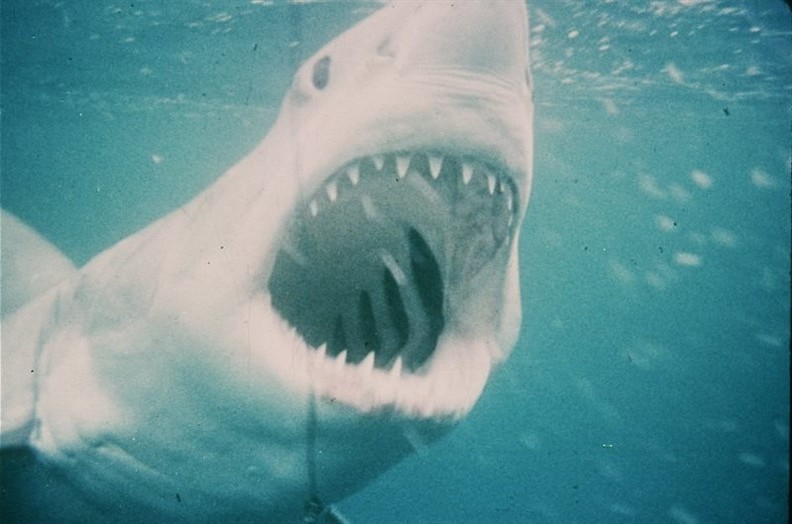Bang voor haaien? Dat is de schuld van Steven Spielberg