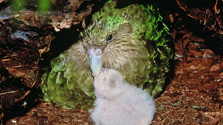 Kakapo
