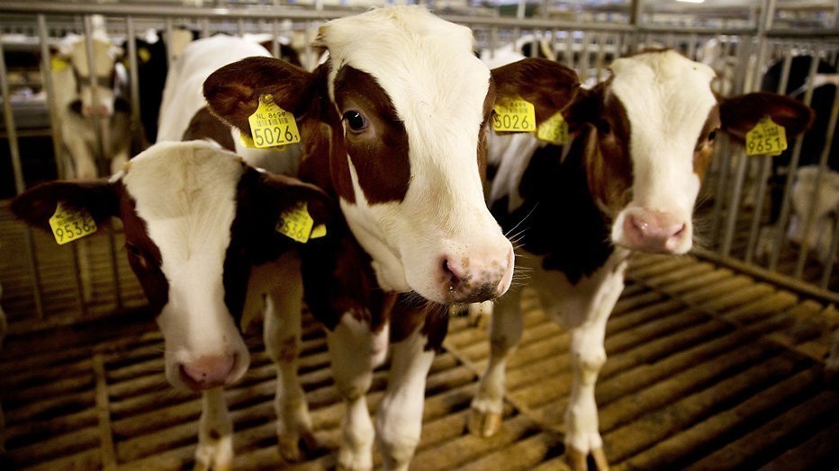 Kalfsvlees voor de export in Zembla