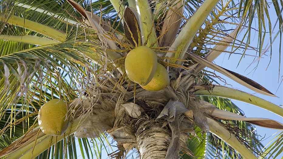 Talpa maakt nieuwe survivalshow