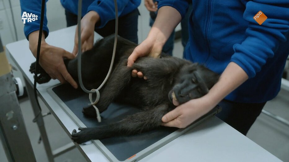Een zwarte kuifmakaak moet onder het mes in Bij Ons in de Dierentuin