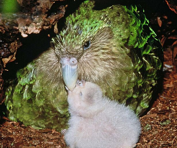 Kijkers krijgen geen genoeg van livestreams met dikke papegaaien en rondtrekkende vissen