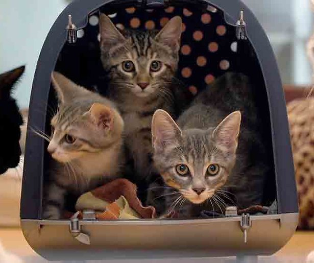 Quinty Trustfull, Miryanna van Reeden en Jort Kelder over hun katten