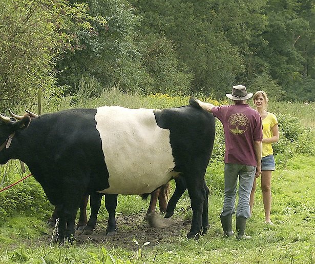 Kijktip: De ossenstaart in de soep