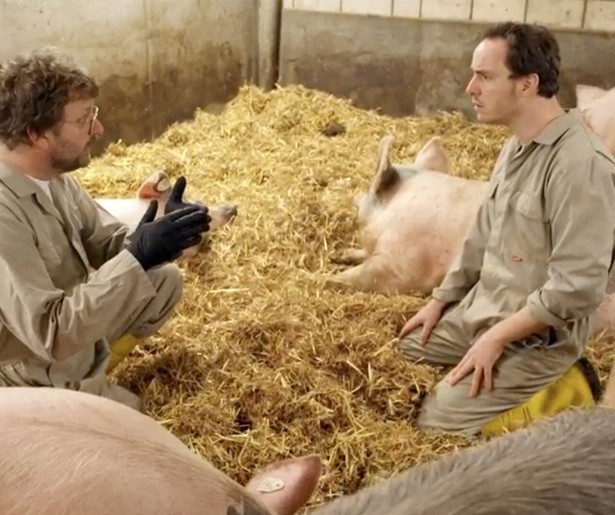 Onderzoekers van Keuringsdienst van Waarde focussen zich op de varkens