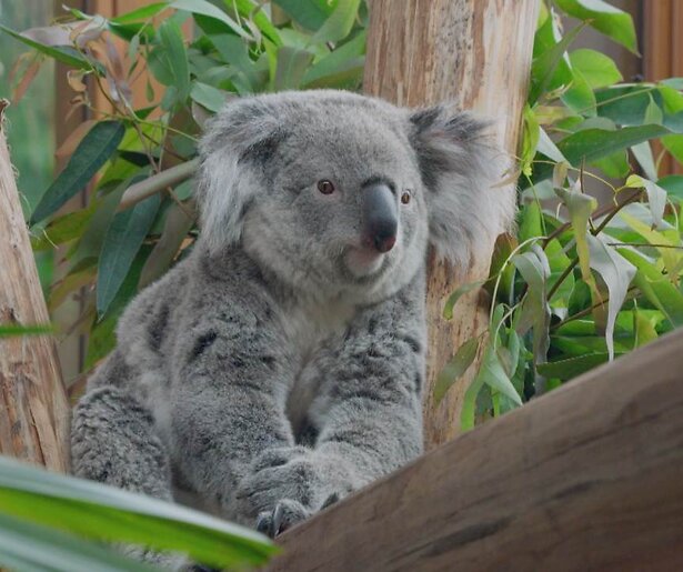 Het Echte Leven in de Dierentuin neemt de kijkers mee het hok van de koala's en wallaby’s in