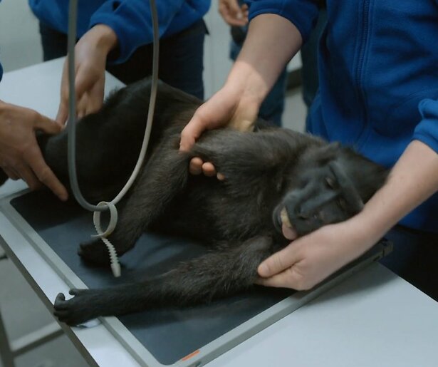 Een zwarte kuifmakaak moet onder het mes in Bij Ons in de Dierentuin