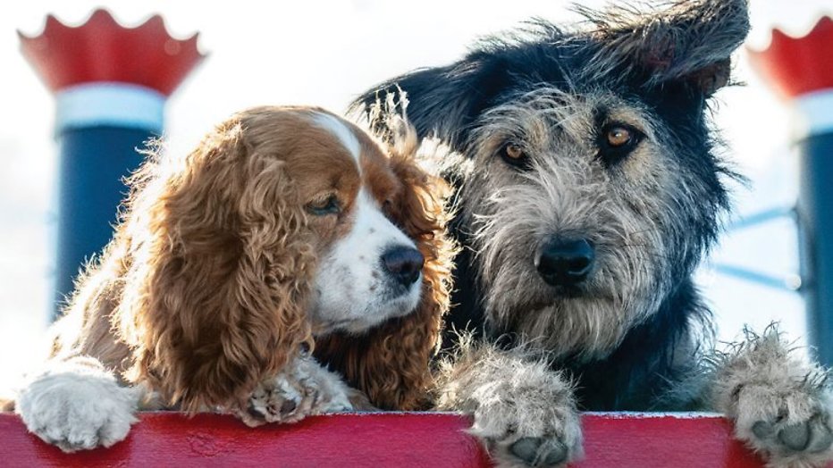 Disney+-tip: Lady & the Tramp Disney+-tip: Lady & the Tramp