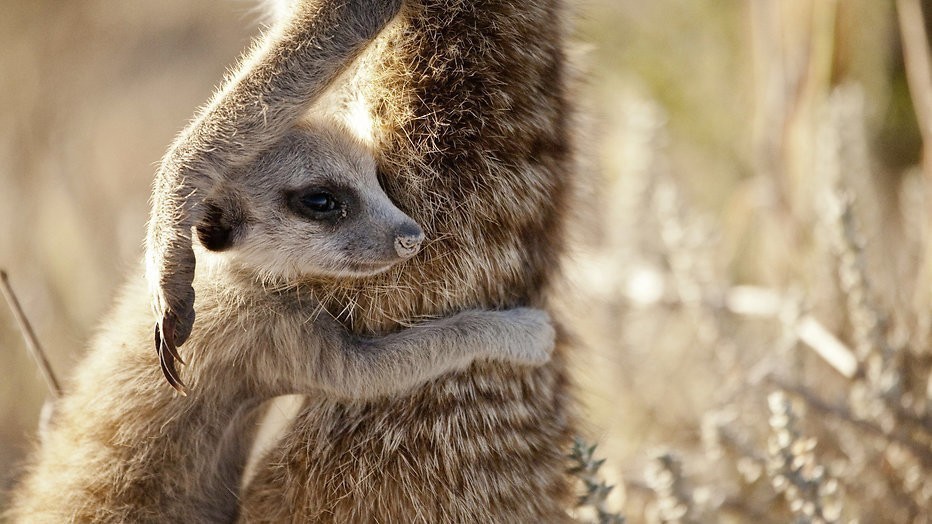 Kijktip: De natuurdocumentaire The Hunt