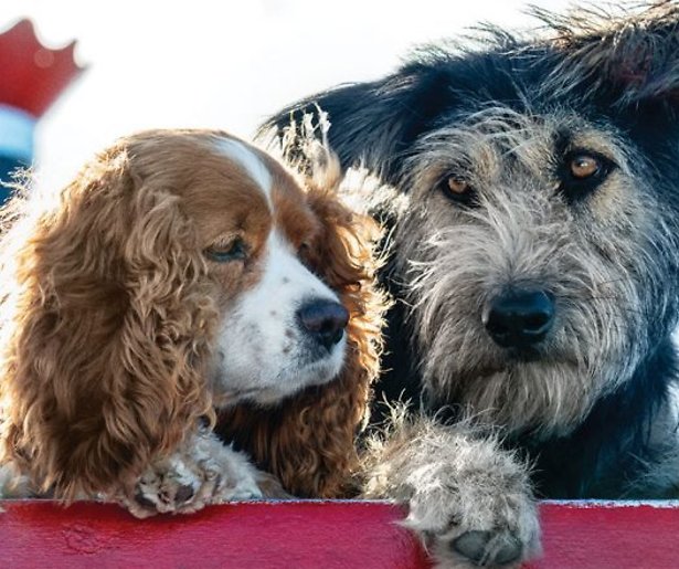 Disney+-tip: Lady & the Tramp 