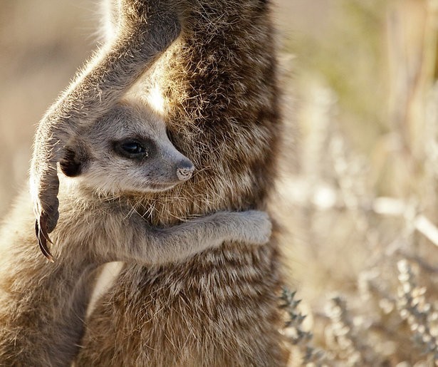 Kijktip: De natuurdocumentaire The Hunt