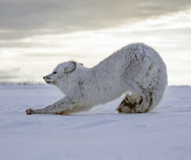Kijktip: de natuurdocumentaire Life Story