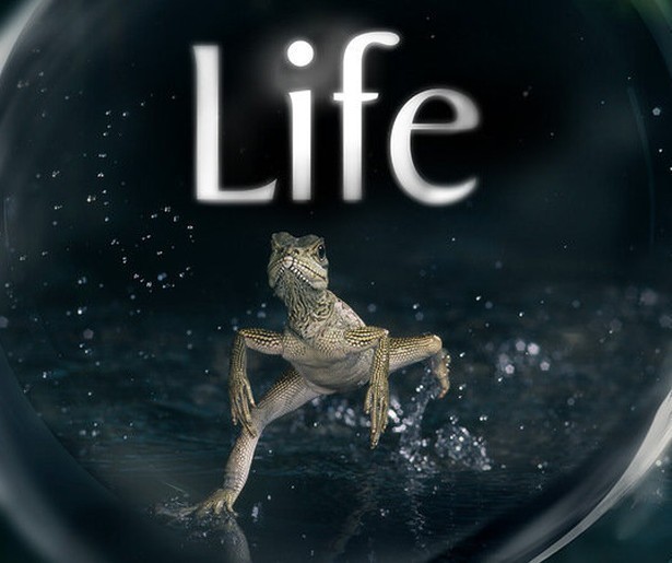 Op jacht op de savanne in de natuurserie Life