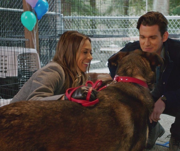 Honden, knappe mannen en interieurproblemen in Love At First Bark