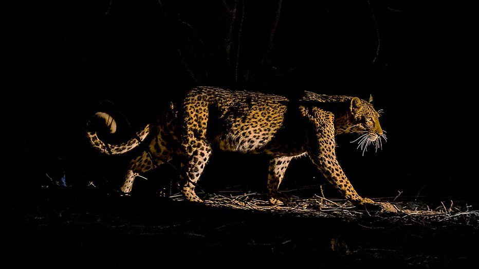 Mammals Mammals