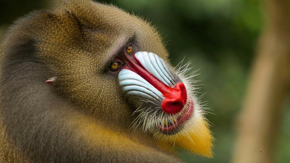 Een mandrilaap ter illustratie