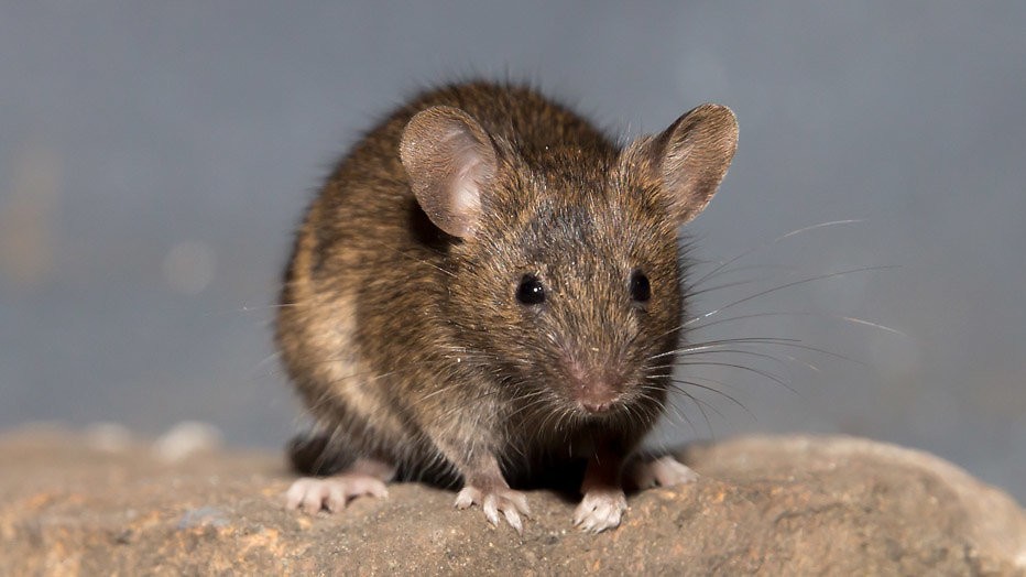 Huissleutels en muizenkeutels