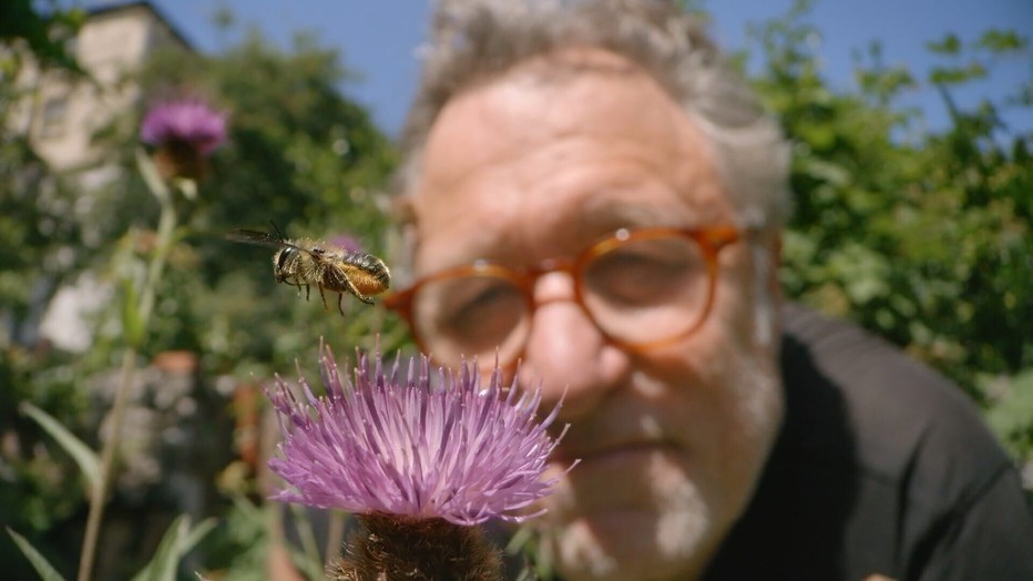 My Garden of a Thousand Bees My Garden of a Thousand Bees