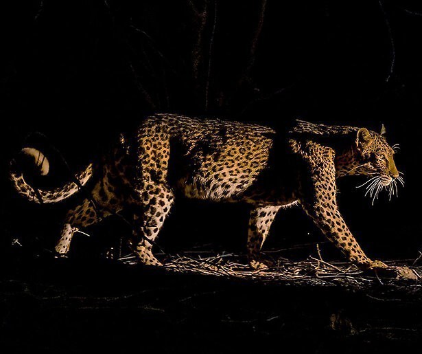 De natuurdocumentaireserie Mammals gaat van start op NPO 2