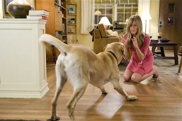 Wil Jennifer Aniston een hondje?