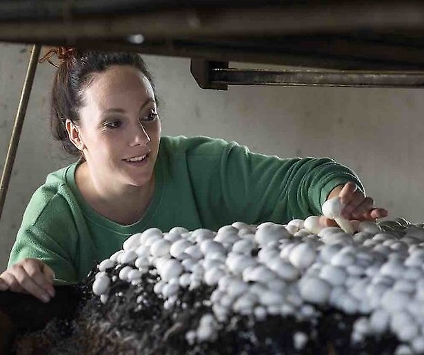 Er worden weer boeren gezocht