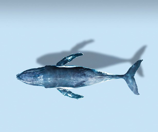 Documentaireserie Mammals toont spectaculaire en unieke beelden van zoogdieren in het water