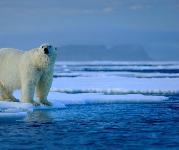 De natuurserie Mammals toont de ijskoude avonturen van ijsberen