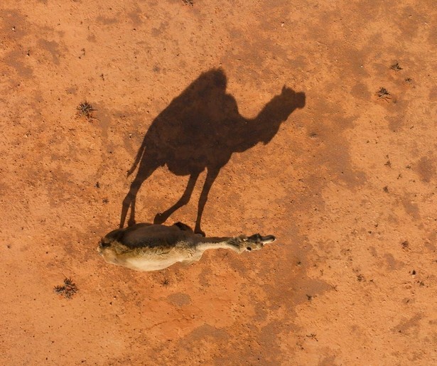 De dromedaris staat centraal in nieuwe aflevering van Mammals 