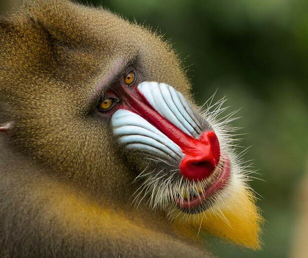 Mandrilaap Kalle komt in verzet in herhaling Het Echte Leven in de Dierentuin