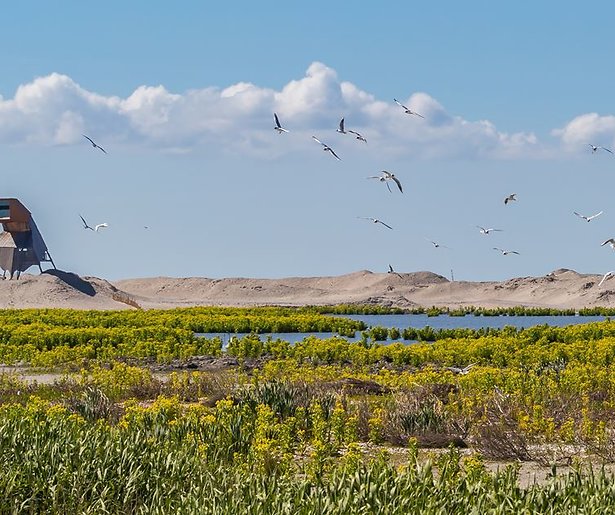 Meer natuur door kunstmatige eilandjes