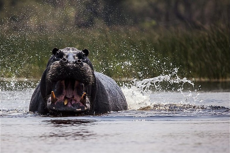 Kolossen op en onder water