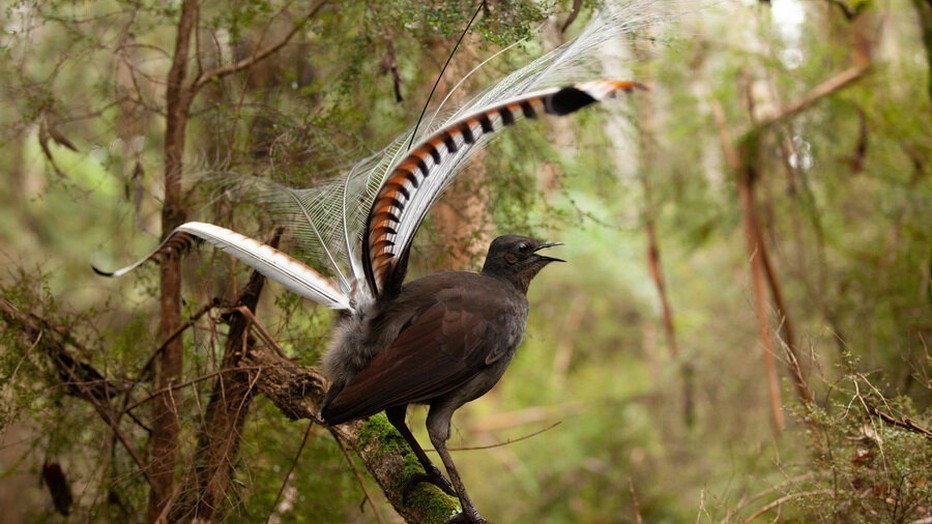 Natuur op 2: Attenborough's wonder of song Natuur op 2: Attenborough's wonder of song