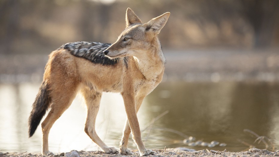 Natuur op 2: Dogs in the Wild - Meet the Family