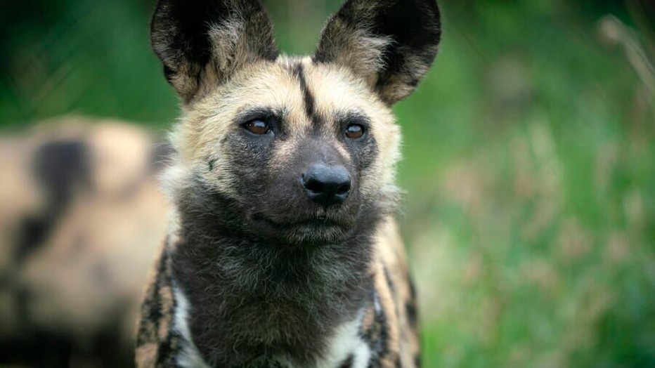 Dogs in the Wild - Meet the Family