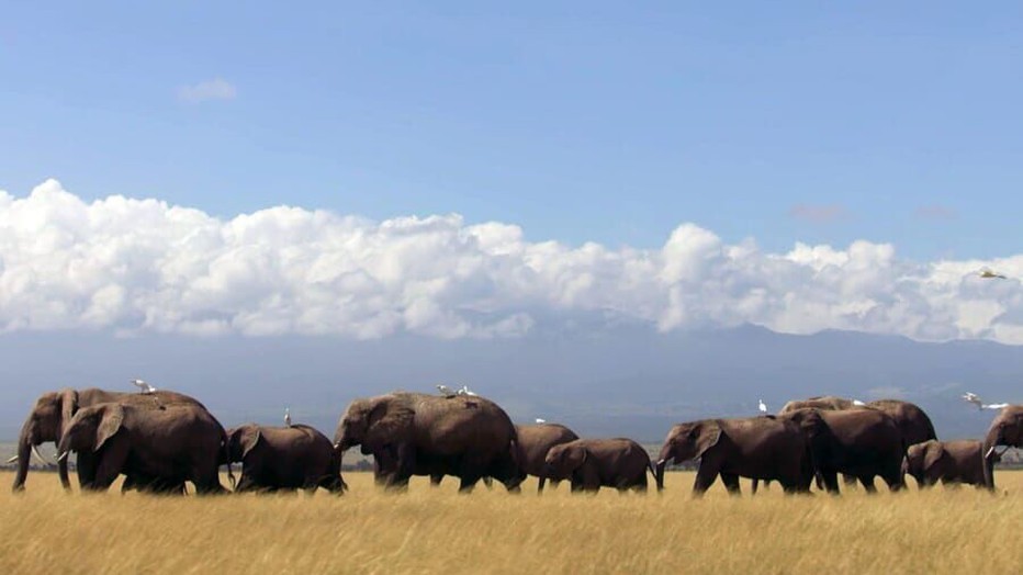 Natuur op 2: Dynasties Natuur op 2: Dynasties