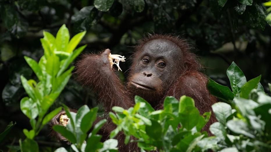 Natuur op 2: Eden - Paradijs op Aarde