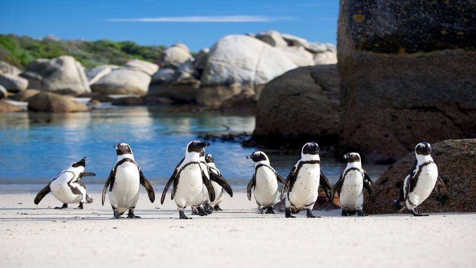 Pinguïns Pinguïns