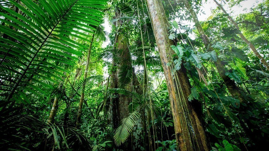 Natuur op 2: The Green Planet