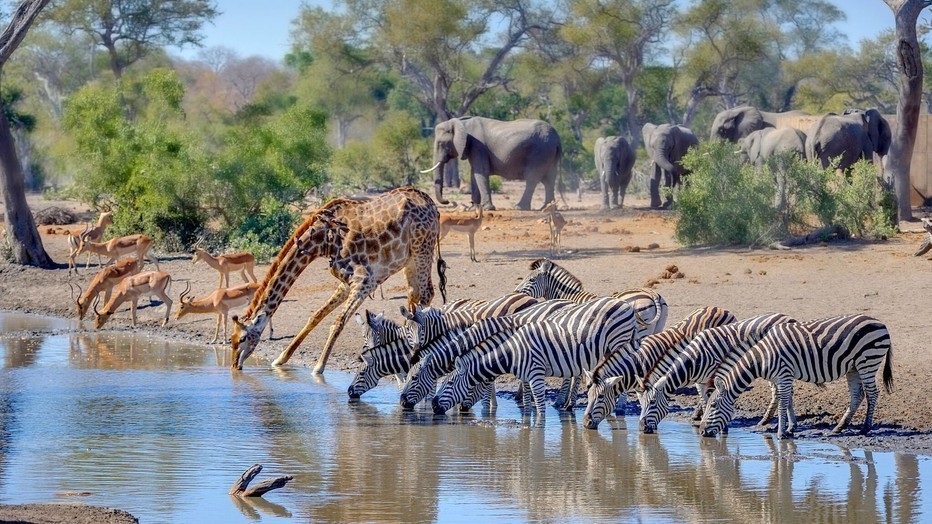 Natuur op 2: Waterhole - Africa's Animal Oasis Natuur op 2: Waterhole - Africa's Animal Oasis