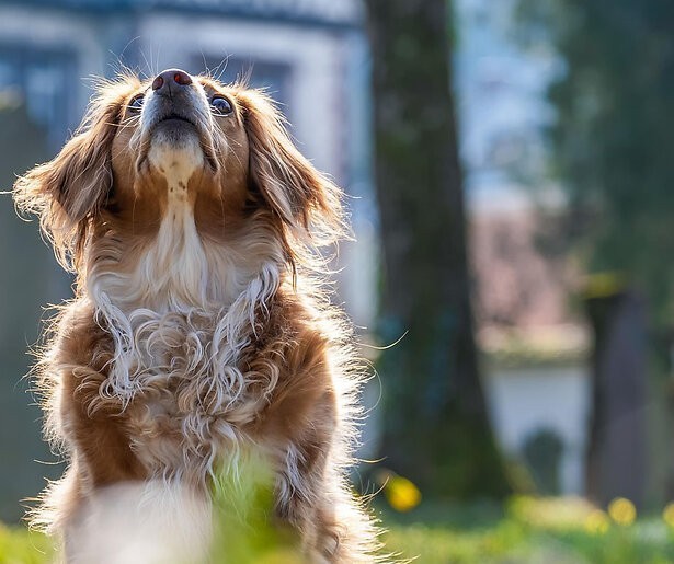 Is een kantoorhond een goed idee? Documentairemaker Iris Grob zoekt het uit