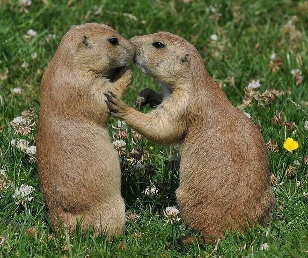 Rebelse dieren in Natuur Op 2